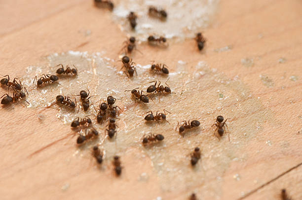 Best Ant Control Services  in Thurmont, MD